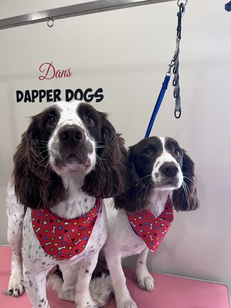 Two springer spaniels side by side on the pink grooming table after their groom
