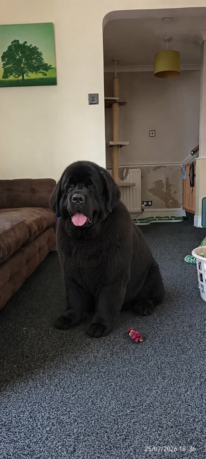 A Newfoundland at home in the living room after a groom