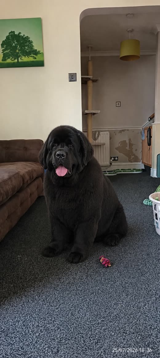 A large black Newfoundland sitting calmly after a full groom