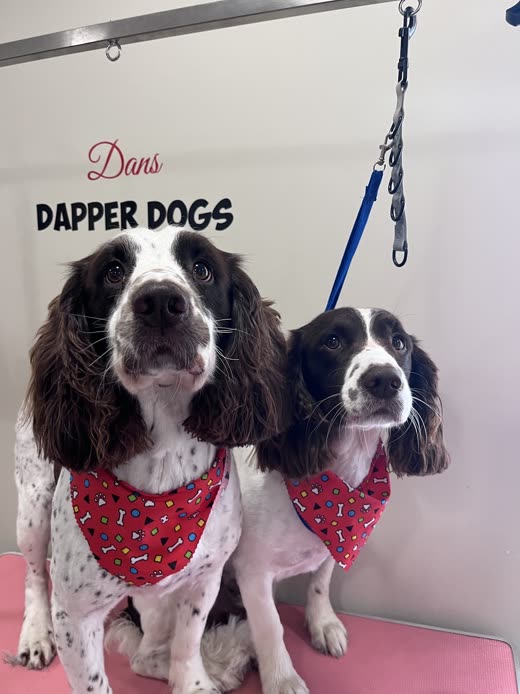 A spaniel sitting on a lead on the pink grooming table